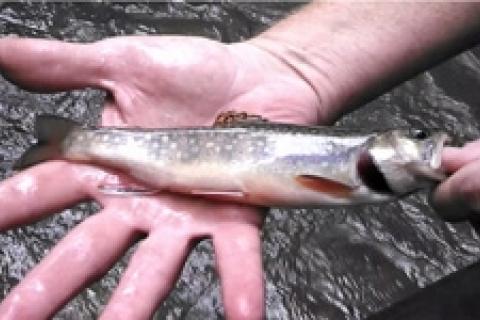 News & Tips: Fourth of July Brookies