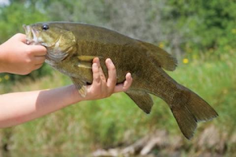 News & Tips: How to Have Jerkbaiting Success All Year Round...
