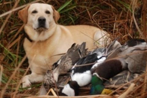 News & Tips: Experts Anticipating Favorable Duck Season...