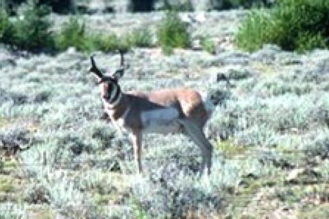 News & Tips: Pronghorns on Foot