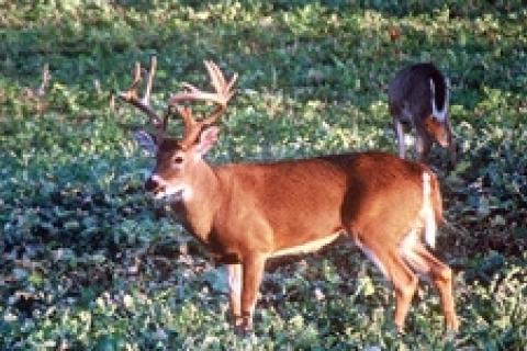 News & Tips: Opening Day Deer Tactics