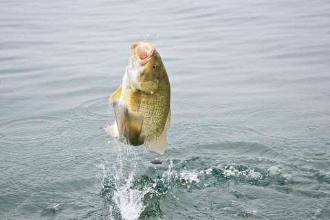 Smallmouth bass jumping