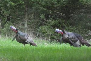 Scouting for Turkey Tips | Cabela's Turkey Roost