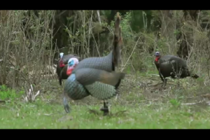 1Source Video: Calling Basics Every Turkey Hunter Should Know