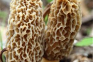 News & Tips: Tips for Finding Morel Mushrooms