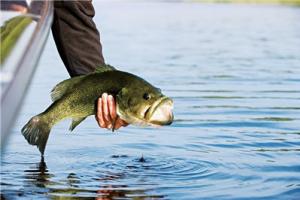 News & Tips: Post-Spawn Bass Fishing