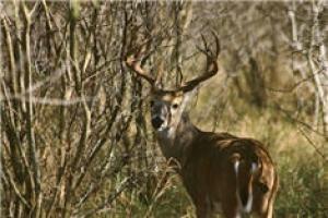 News & Tips: October Lull? In Fact, Buck Activity Will Increase This Month...