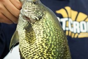 News & Tips: St. Croix pro Tommy Skarlis Wins Crappie Championship With Eyecon Trolling Rod...