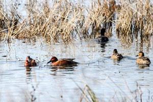 News & Tips: Fix These 7 Early Teal Season Mistakes...