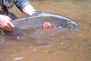 News & Tips: Scuds Make Sense for Spring and Early Summer Rainbows...