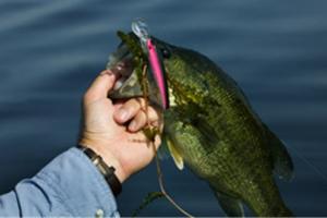 Bass with lure in mouth