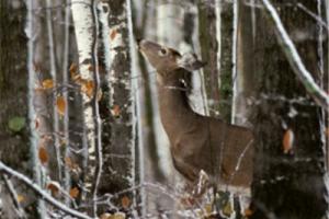 News & Tips: Late-Season Deer Tactics: Food Plots