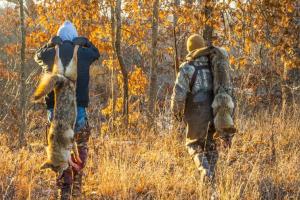 News & Tips: How to Hunt Coyotes During Mating Season...