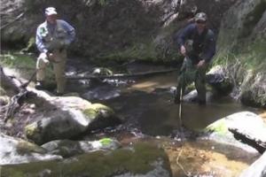 News & Tips: Fishing Greenback Cutthroat Trout in Colorado...