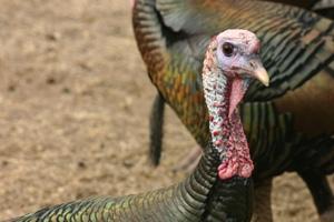 News & Tips: How to Hunt Turkeys That Don't Gobble