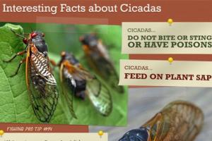News & Tips: Will Cicadas Affect Your Fishing? (infographic)...