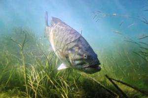 News & Tips: Test Your Bass Spawning IQ With This Fishing Quiz!...