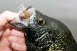 News & Tips: 3 Jig Details that Catch More Spring Crappie...