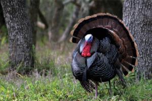 News & Tips: More Spring Turkey Hunting Mistakes You Shouldn't Make...