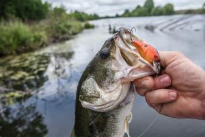 Bass with crankbait in mouth