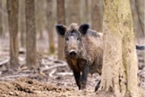 News & Tips: 4 Surefire Signs You Have a Feral Hog Problem...