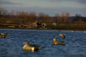 News & Tips: 3 Ways to Find Your Waterfowl Honey Hole...