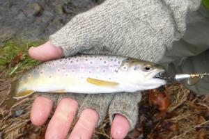 News & Tips: 4 Reasons Spinners Out-Fish Flies for Winter Trout...