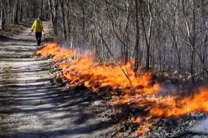 News & Tips: Why Using Prescribed Fire Improves the Forest, Deer & Wildlife Habitat (video)...