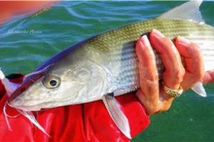 News & Tips: How to Make Saltwater Gamefish Go Wild for Bucktails...