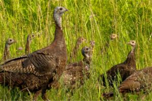 Mother turkey in a field with her poults