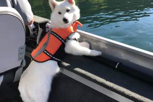 Small white Dog in a boat on the Water looking over the edge