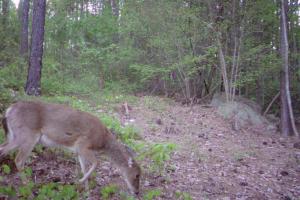 Braggin' Board Photo: Deer on Trail Camera
