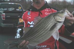 Braggin' Board Photo: 13 lb Hybrid Bass on Truman Lake