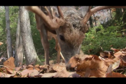 1Source Video: Scouting Deer Food Sources