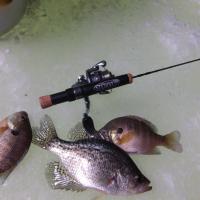Panfish On The Ice With The St.Croix