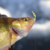 North Dakota Pond Perch