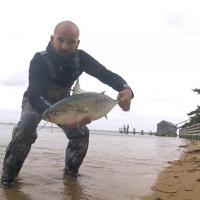 Brian albie