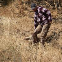 Deer Hunt
