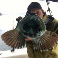 Cabezon Fish