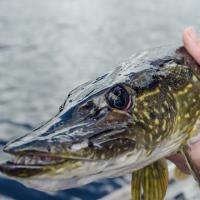 Angler holding a northern pike with the pike facing you