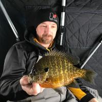 Giant Northern Wisconsin Bluegill
