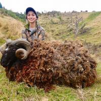 2020 New Zealand Arapawa Ram