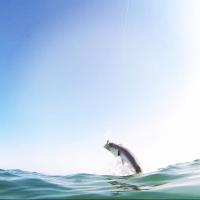 Up out of the water