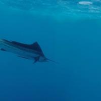 Sailfish