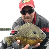 Bull Gill on Berkley Gulp Alive