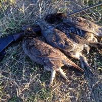 Grouse Hunting