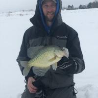 15 3/4 inch Ice Crappie