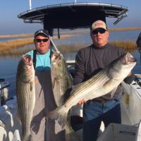 Nice Stripers