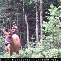 Whitetail Checking Out The Big Buck Magnet