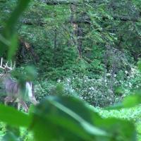 Nice Ten Pointer on a Food Plot